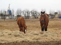 /international/2006Walvisbay/images/Stabling/thumbnails/walvis2 010.jpg